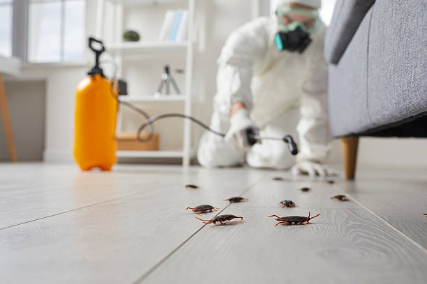 Commercial Kitchen Cockroach Control in Batavia